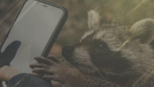 Image of a raccoon holding a smartphone, illustrating that anyone can use social audio apps.